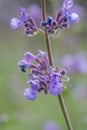 Catmint, Nepeta x faassenii Walkers Low, close-up lavender-blue flowers